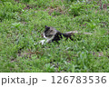 緑が生い茂っている中にいた眠たそうな猫 126783536
