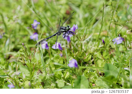 ムラサキサギゴケの花弁に止まるサナエトンボ科タベサナエ♂ ムラサキサギゴケの花弁に止まるサナエトンボ科タベサナエ♂ 126783537