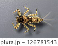 カゲロウ幼虫 オオマダラカゲロウ 126783543