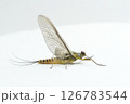 カゲロウ亜成虫雄　オオマダラカゲロウ 126783544