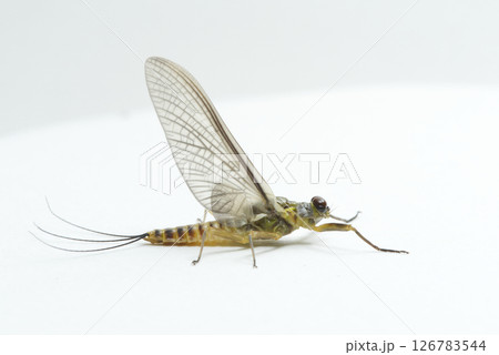 カゲロウ亜成虫雄　オオマダラカゲロウ 126783544