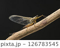 カゲロウ成虫雌　オオマダラカゲロウ 126783545