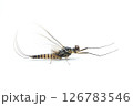カゲロウ成虫 オオマダラカゲロウ 126783546