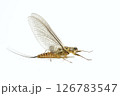 カゲロウ亜成虫 オオマダラカゲロウ 126783547