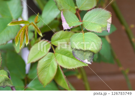 薬害を受けたバラの葉02 薬害を受けたバラの葉02 126783749