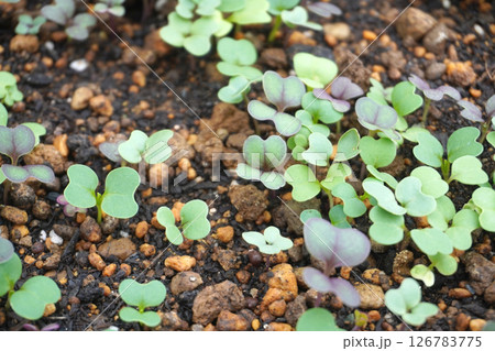 ベビーリーフの発芽03 126783775