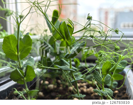 Vibrant microgreens thriving in a sunny urban window garden Vibrant microgreens thriving in a sunny urban window garden 126783810