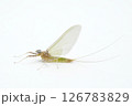 カゲロウ亜成虫雌 マツムラヒラタカゲロウ 126783829
