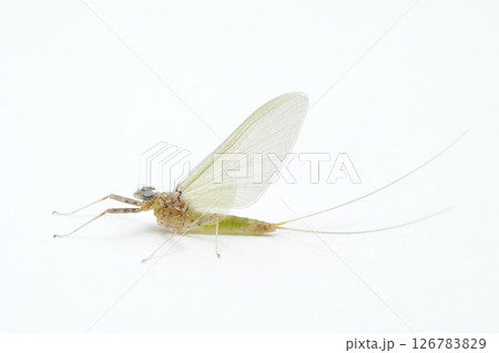 カゲロウ亜成虫雌 マツムラヒラタカゲロウ 126783829