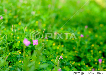 ピンクの花と黄色の花畑の背景素材 バックグラウンド ユウゲショウ ピンクの花と黄色の花畑の背景素材 バックグラウンド ユウゲショウ 126783877