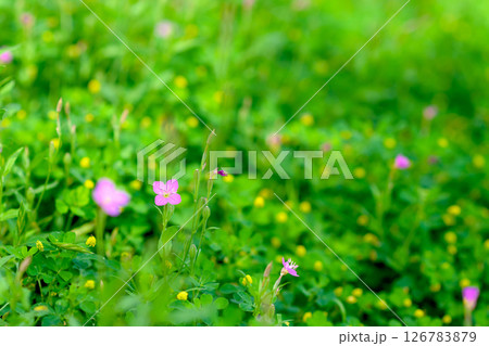 ピンクの花と黄色の花畑の背景素材　バックグラウンド　ユウゲショウ　トリミングアップ 126783879