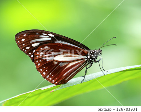 チョウ アサギマダラ チョウ アサギマダラ 126783931