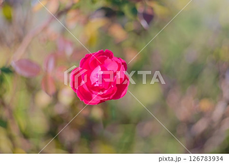 やわらかな光に包まれた庭園のバラの花 126783934