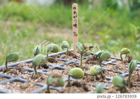 枝豆の発芽03 126783939