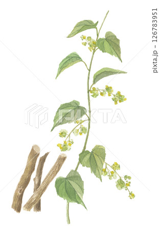 水彩で描いたオオツヅラフジ　花と茎　防巳　ボウイ 126783951