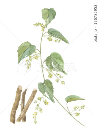 水彩で描いたオオツヅラフジ　花と茎　防巳　ボウイ 126783952