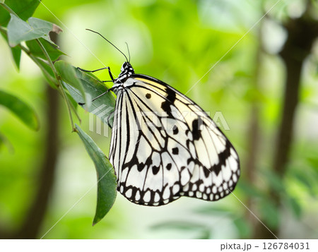 チョウ　オオゴマダラ 126784031