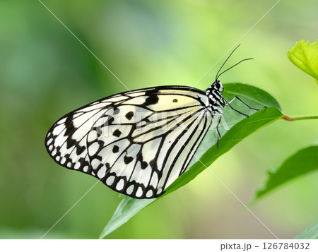 チョウ　オオゴマダラ 126784032