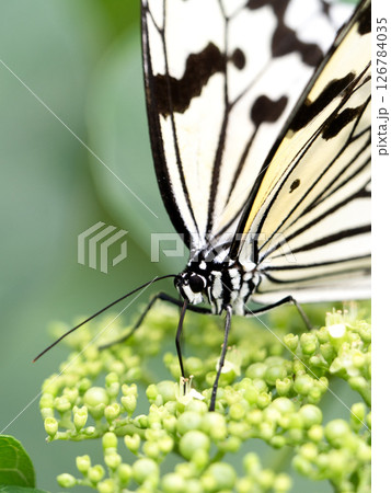 花の蜜を吸うオオゴマダラ 126784035