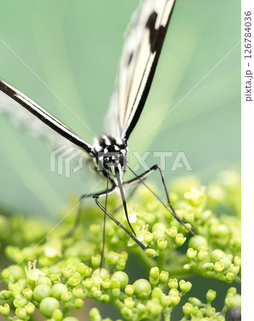 花の蜜を吸うオオゴマダラ 126784036