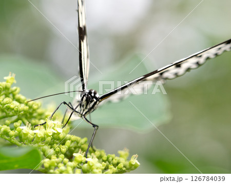 花の蜜を吸うオオゴマダラ 126784039