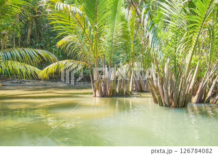 Jungle river on Palawan island, Philippines. 126784082
