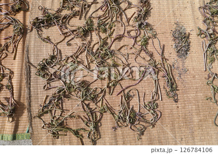 山菜(ぜんまい)の乾燥処理01 山菜(ぜんまい)の乾燥処理01 126784106