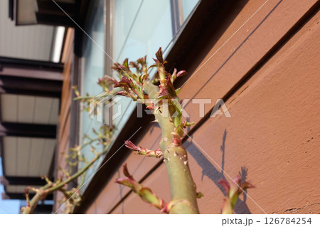 つるバラの芽吹（木造住宅の壁）02 126784254