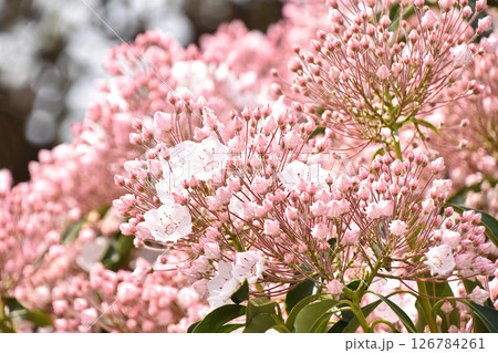 金平糖みたいな可愛い蕾のカルミア 126784261