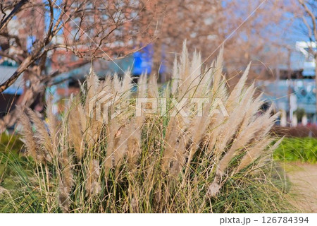 街中に育つ冬枯れのパンパスグラス 126784394