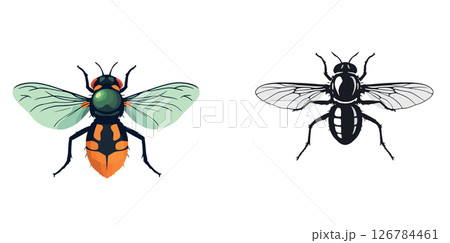 Vsai colorful fly and its silhouette showing wings and body 126784461