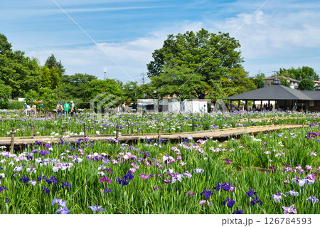東京都 東村山市 北山公園菖蒲苑 東村山菖蒲まつり 東京都 東村山市 北山公園菖蒲苑 東村山菖蒲まつり 126784593