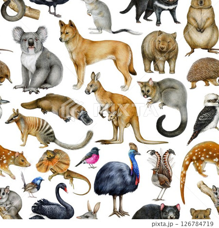Australian birds and animals seamless pattern element. Hand drawn koala, kangaroo, dingo dog, quokka, platypus, kookaburra on white background. Australia fauna pattern on white background Australian birds and animals seamless pattern element. Hand drawn koala, kangaroo, dingo dog, quokka, platypus, kookaburra on white background. Australia fauna pattern on white background 126784719