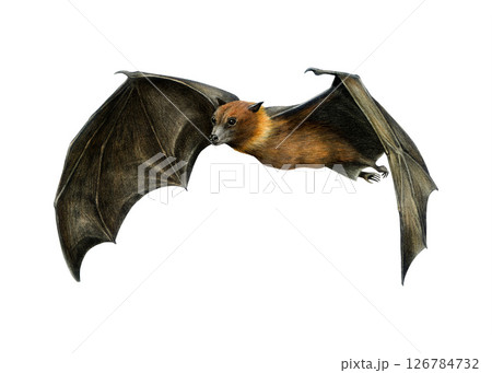 Flying fox bat hand drawn illustration isolated on white background. Fruit bat wildlife exotic tropical animal. Flying fox with spread wings vintage style painted illustration Flying fox bat hand drawn illustration isolated on white background. Fruit bat wildlife exotic tropical animal. Flying fox with spread wings vintage style painted illustration 126784732