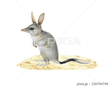 Bilby on sandy ground watercolor illustration. Hand drawn Macrotis lagotis Australia native marsupial mammal. Rabbit eared bandicoot Australian animal vintage style illustration on white background 126784746