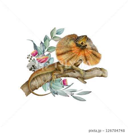 Frilled lizard on the tree branch with floral decoration watercolor illustration. Hand drawn Australia native dragon reptile with eucalyptus decor. Frilled agama sitting on tree twig white background 126784748