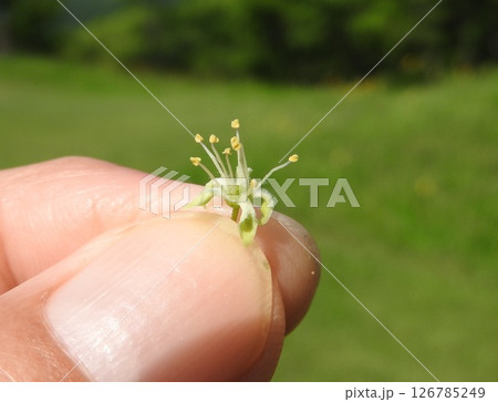 満開となった「ニワウルシ」の雄花 126785249