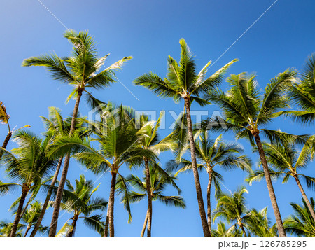 青空に映えるヤシの木 126785295