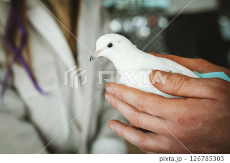 Gentle Hands Holding a Peaceful White Dove 126785303