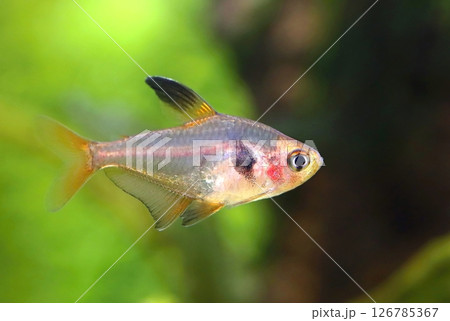 Beautiful red phantom tetra in aquarium Beautiful red phantom tetra in aquarium 126785367
