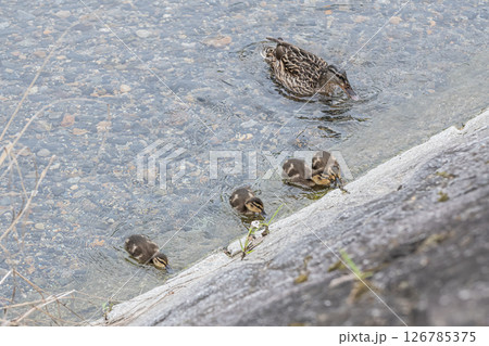 水辺のマガモの親子 京都市高野川 水辺のマガモの親子 京都市高野川 126785375