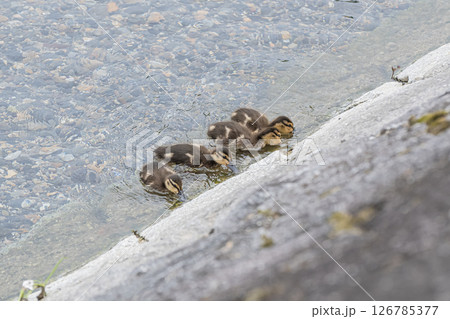 水辺のマガモのヒナたち　京都市高野川 126785377