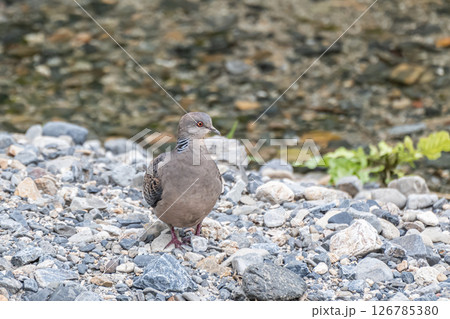 ヤマバト（キジバト）　京都市高野川 126785380