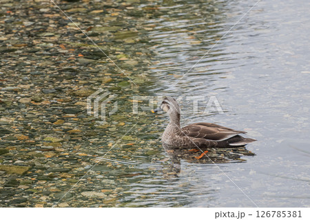 カルガモ　京都市高野川 126785381