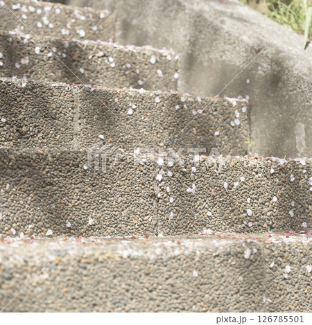 春の終わり、階段に降り積もる桜の花びら、路地に溜まる落ちた桜の花びら 126785501