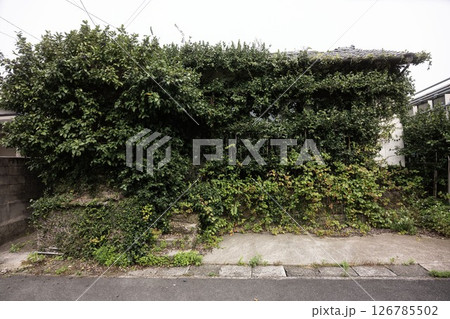 廃墟となった家/無人の家/蔦の絡まった家/二階建て/一軒家/老朽化した家/鬱蒼とした家 廃墟となった家/無人の家/蔦の絡まった家/二階建て/一軒家/老朽化した家/鬱蒼とした家 126785502