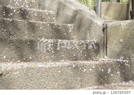 春の終わり、階段に降り積もる桜の花びら、路地に溜まる落ちた桜の花びら 126785507