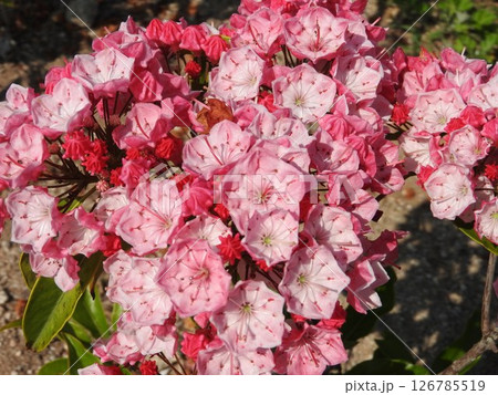 満開のカルミア(アメリカシャクナゲ)の花 満開のカルミア(アメリカシャクナゲ)の花 126785519