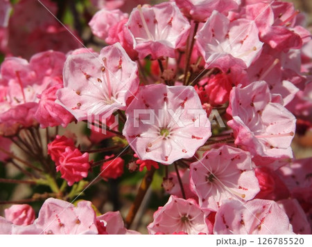 満開のカルミア（アメリカシャクナゲ）の花 126785520