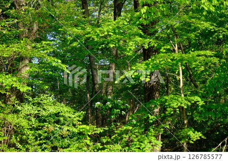 新緑の里山 126785577